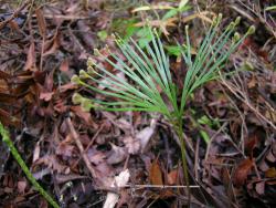 Schizaea dichotoma: mature frond showing flattened, dichotomously branched sterile portion, bearing short, fertile portions with infolded fertile branches at the end of each sterile branch.
 Image: L.R. Perrie © Leon Perrie 2012 CC BY-NC 3.0 NZ